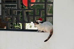 cat, Beijing