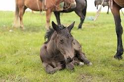 foal