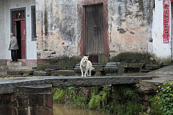 dog, Tangmo Jingqu