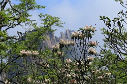 Mt Huangshan