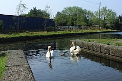 swans at canal