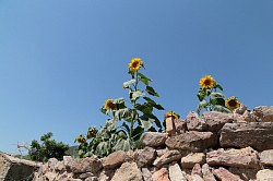 sun flowers