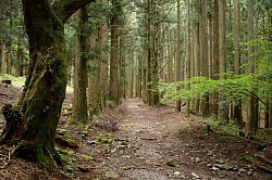 The forest of cedar trees.