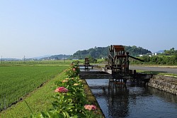 hydrangeas and waterwheels