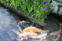 goldfishes