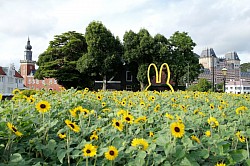 a rabbit and the garden