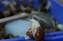 edible snails