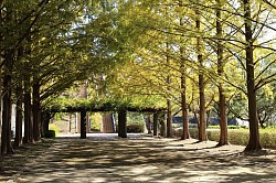 Metasequoia glyptostroboides