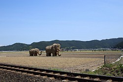 monuments of elephant
