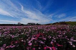 cosmos