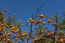 persimmons