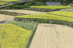 rice field