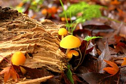 mushrooms