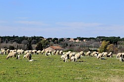 Roman Sheep