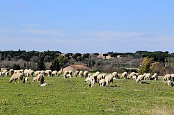 Roman Sheep
