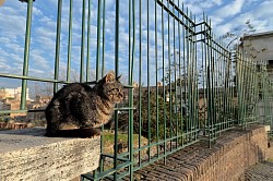 a cat looking at the rising sun