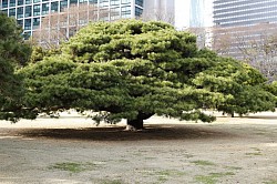 Japanese Black Pine
